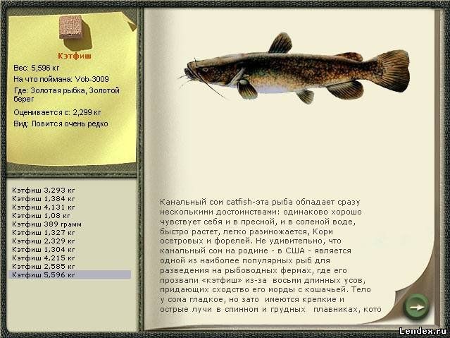 Сайт рыбалка золотой. Русская рыбалка 3 Золотая рыбка. Канальный сомик реальная рыбалка. Кэтфиш рр3. Где поймать рыбу  золотую.